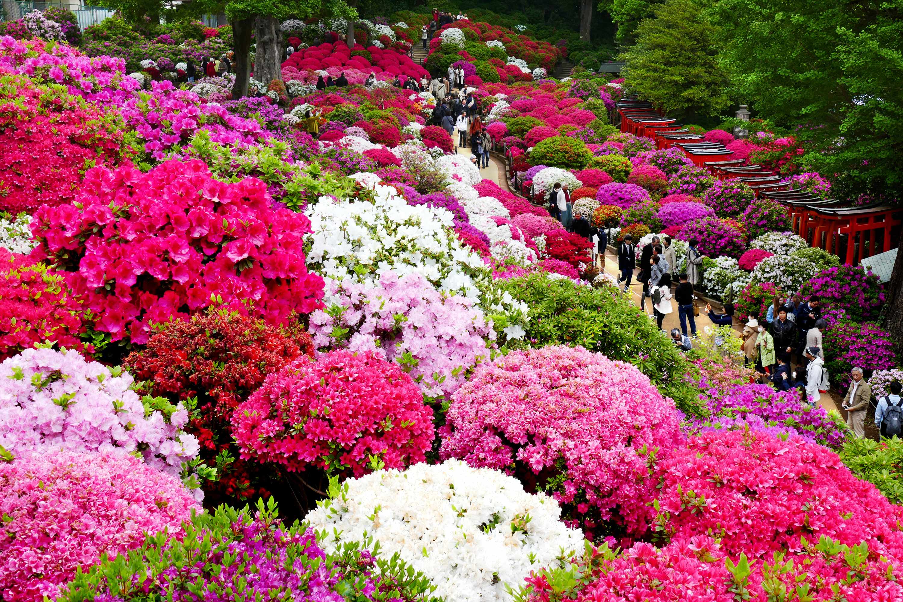 ⛩️ 네즈 신사 (네즈 진자) 이미지 5